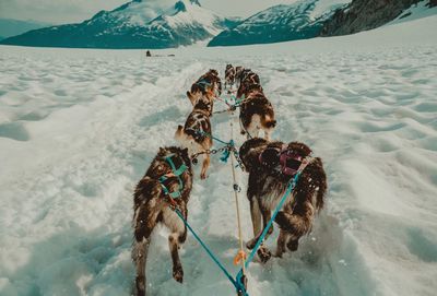 Panoramic view of a dog on snow covered landscape