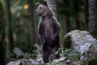 View of an bear on rock