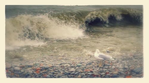 Swans in water at beach