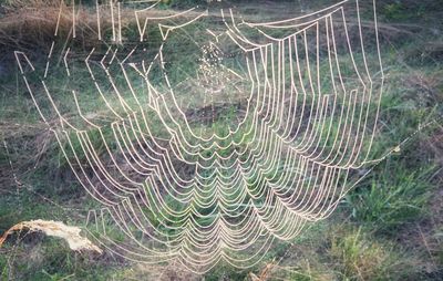 Full frame shot of spider web in forest