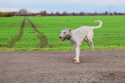 Dog on field against sky