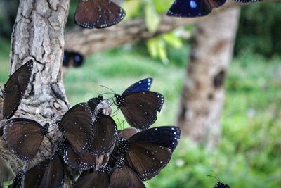 Close-up of butterfly on leaf