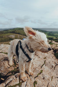 White dog standing in strong wind on top of the crook peak in mendip hills, somerset, uk.