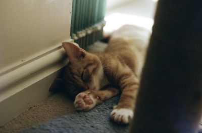 Close-up of a cat sleeping