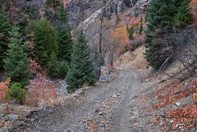 Road amidst trees in forest