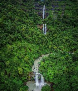 High angle view of trees in forest