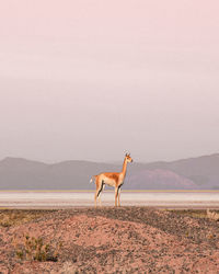 Side view of vicuna standing at desert against clear sky