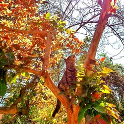 Low angle view of trees