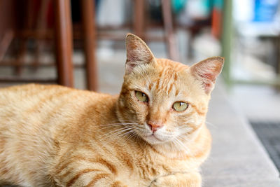 Close-up portrait of a cat