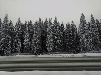 Snow covered pine trees in forest during winter against sky