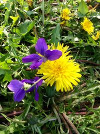 Close-up of yellow flower