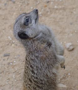 Close-up of rabbit on sand at beach