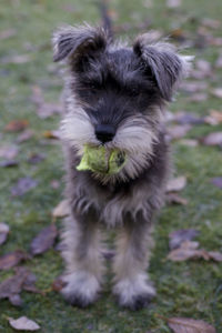 Portrait of puppy on field playing with ball