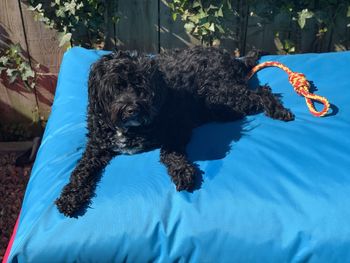 Dog in swimming pool