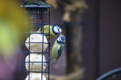 Close-up of bird perching in cage