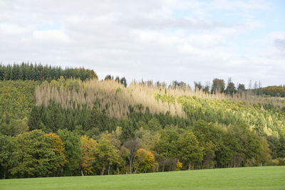 Scenic view of trees on field against sky