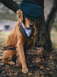 Dog wearing hat sitting by tree trunk