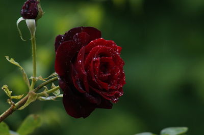 Close-up of red rose against blurred background