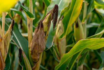 Close-up of a plant
