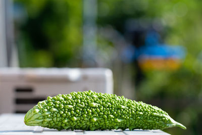 Close-up of fruit growing on plant