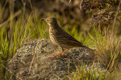 Bird perching on grass