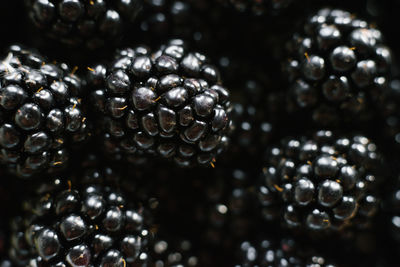 Background of fresh organic blackberries