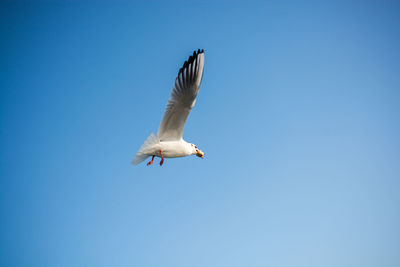 Low angle view of seagull flying