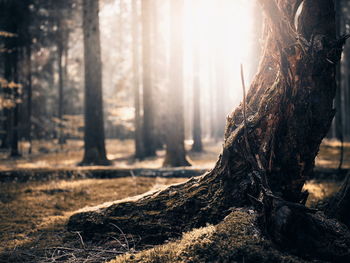 tree