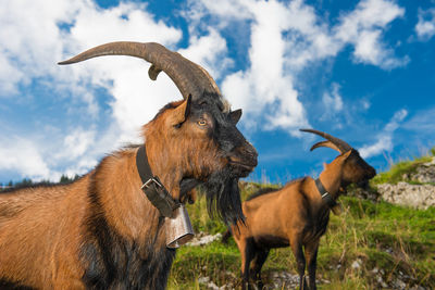 Ibex goats in the swiss alps