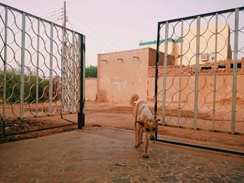 Dog in farm