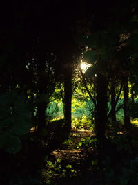 Trees growing in sunlight