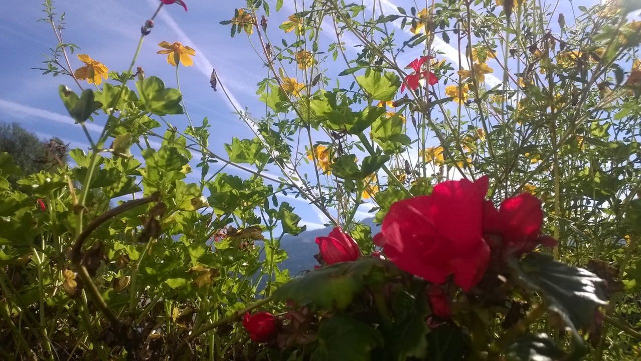 CLOSE-UP OF FLOWERS BLOOMING AGAINST SKY