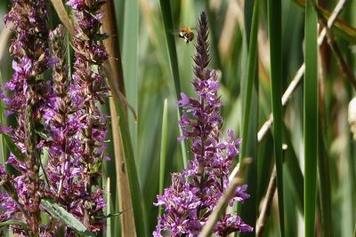 Close-up of bee on lavender flowers