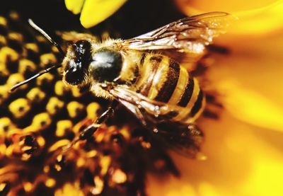 Close-up of bee on flower