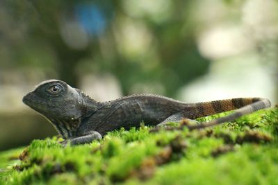 Close-up of lizard