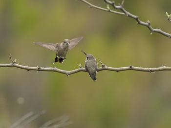 Close-up of bird perching on branch