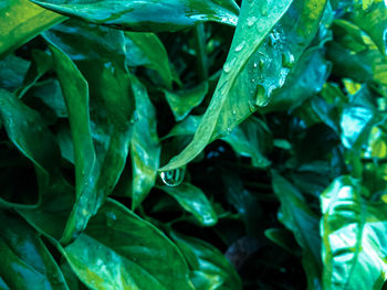 Full frame shot of raindrops on plants