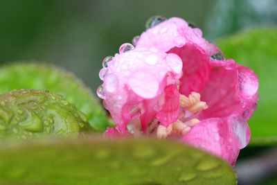 Close-up of pink rose blooming outdoors