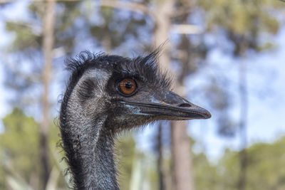 Close-up of ostrich against sky