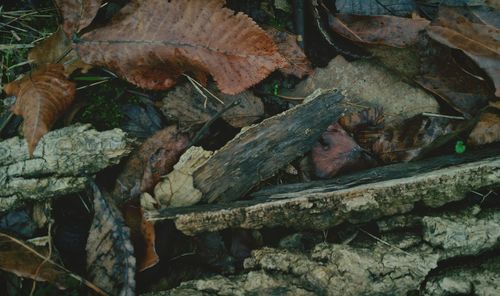 Close-up of leaves