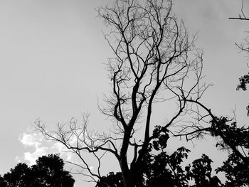 Low angle view of silhouette bare tree against sky