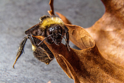 Close-up of bee