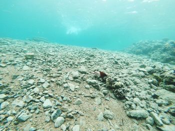 Fish swimming in sea