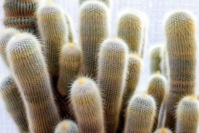 Parodia leninghausii, cactus species of the genus malacocarpus and eriocactus. columnar cactus