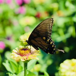 Close-up of butterfly pollinating on flower