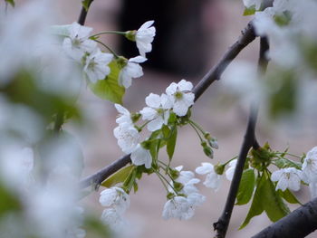 Close-up of white flowers on branch