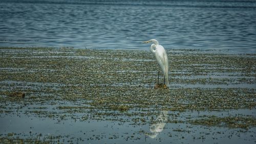Bird in lake