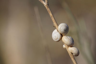 Close-up of snail on plant 