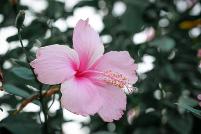 Close-up of pink flowering plant