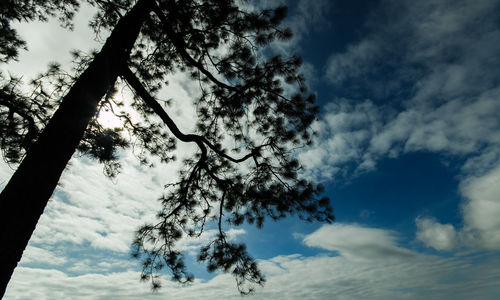 Low angle view of trees against sky